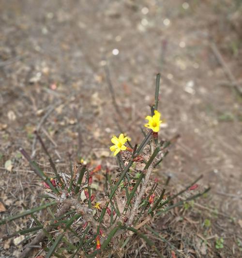 迎春花——四季常绿的美丽花卉（欣赏迎春花美丽的四季风光）