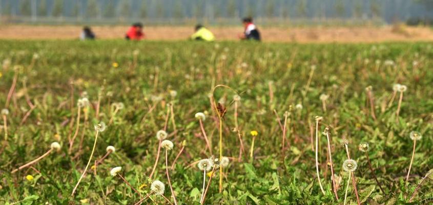 蒲公英种植技术（科学种植，轻松收获）