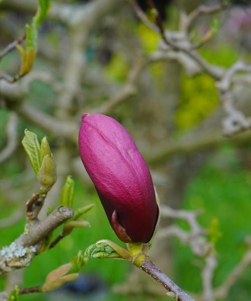 盛开芳华——玉兰花开放时间（了解玉兰花开放的诀窍，我们来品味春天）