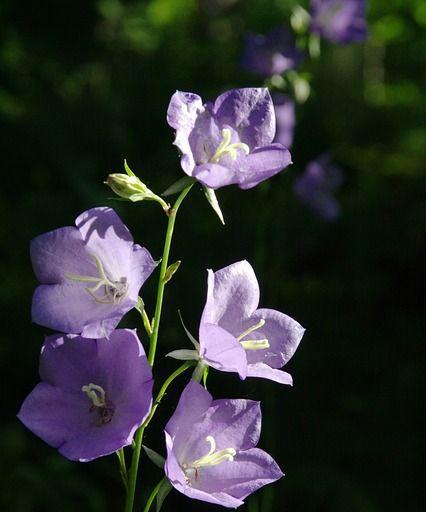 黑色桔梗花语（寓意深刻、神秘莫测的花朵）