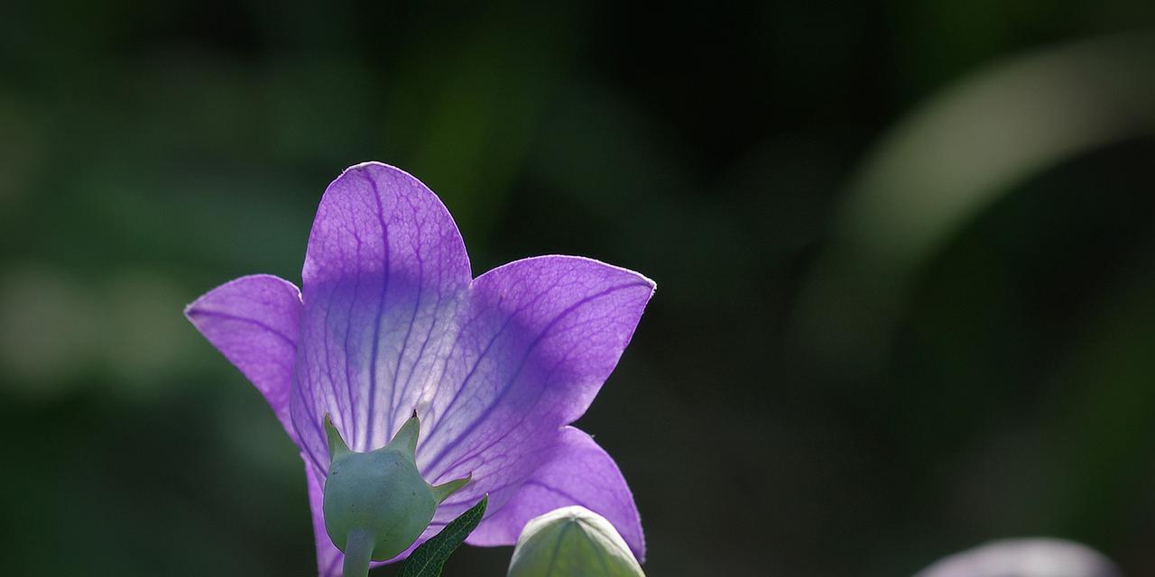 黑色桔梗花语（寓意深刻、神秘莫测的花朵）