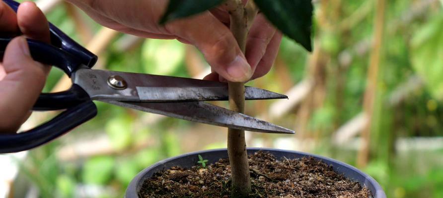 茶花施肥方法（打造健康茶花，从正确施肥开始）