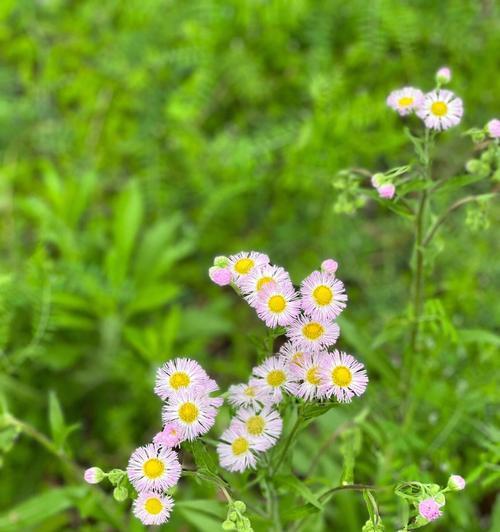 春日花开——迎接温暖的季节（赏花有妙境，解压心情好）