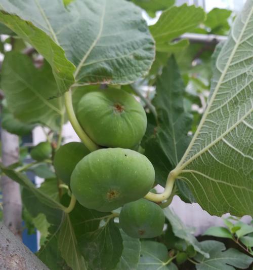 盆栽无花果树的种植与养护技巧（打造居家小果园，轻松享受无花果的美味与养分）