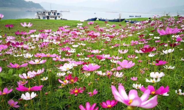 格桑花开放的四季美景（探寻藏区最美的自然奇观——格桑花）