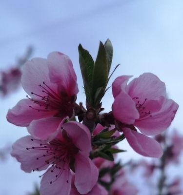 迎春之花——三月盛开的花卉世界（探寻三月开花的美丽世界，感受春天的温暖和希望）