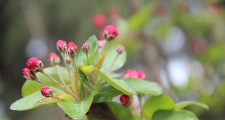 海棠花的种类（探究不同种类海棠花的魅力）