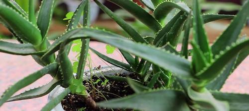 芦荟种植技巧（掌握这些方法，让你的芦荟茁壮成长）