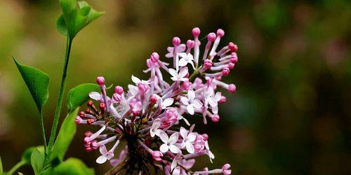 赏析丁香花（品味清香与淡雅）