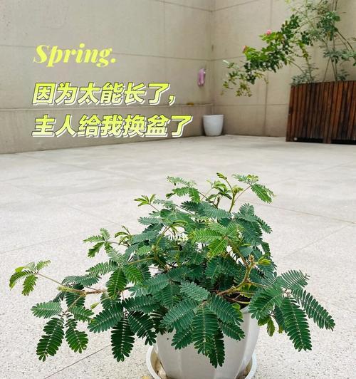 含羞草的养殖方法（打造绿色生态，让含羞草舒展生命）