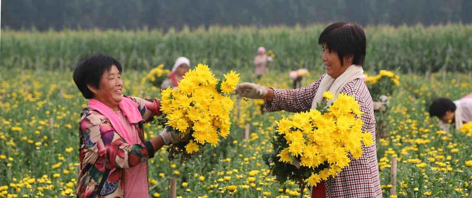 彩色菊花种植技巧（打造多彩花坛，让生活更美好）