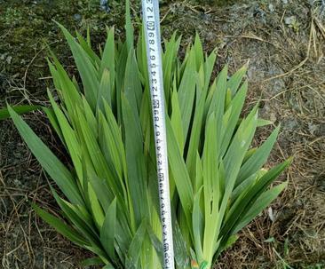 如何种植紫花鸢尾（从选地到管理，全面掌握紫花鸢尾种植技巧）