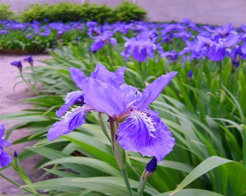 如何种植紫花鸢尾（从选地到管理，全面掌握紫花鸢尾种植技巧）