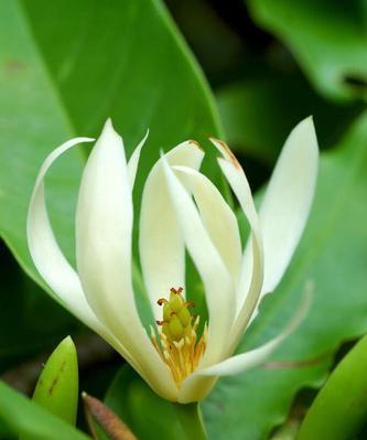 白兰花的美与意（传承古老的文化底蕴，表达尊贵与高雅——从白兰花的寓意谈起）