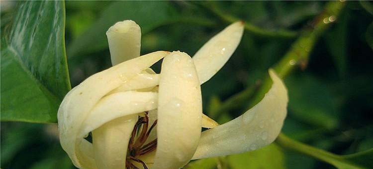 白兰花的美与意（传承古老的文化底蕴，表达尊贵与高雅——从白兰花的寓意谈起）