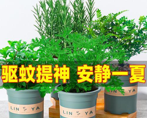 自然驱蚊好选择，这些植物花草神奇功效不容错过！（绿色无毒，安全健康，自然驱蚊神器。）