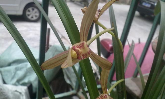 这些品种的兰花好养（兰花养护小百科，让你轻松养花）