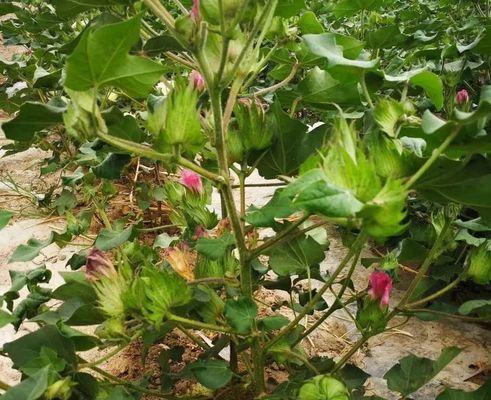 选择适合自家种植的棉花种子（从品种特点、产量等方面进行分析）