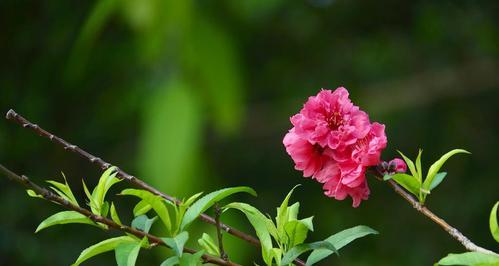 桃花开花季节剖析（探究桃花开放的时间和地理条件）