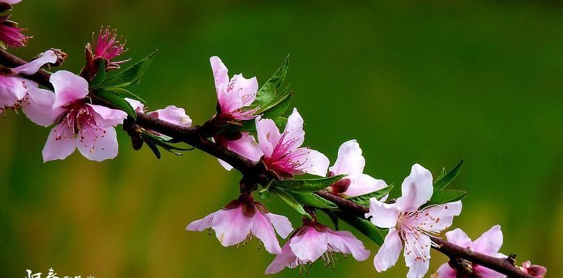 桃花开花季节剖析（探究桃花开放的时间和地理条件）