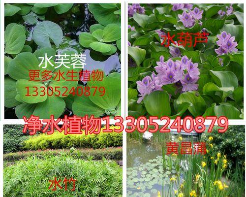 水葫芦——水生植物之美（了解水葫芦，探寻水中生命的奥秘）