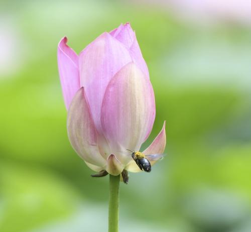 绿肥红瘦，一朵神奇的花（探秘绿肥红瘦的生命之谜）