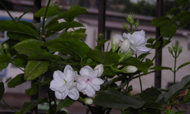 茉莉花开放时间表（了解茉莉花的开放时间，享受最美的花海之旅）