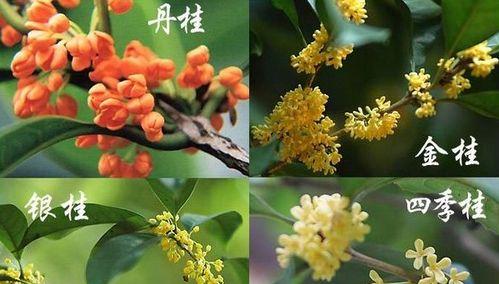 探秘中国传统名花——桂花（桂花的种类、特点和用途）