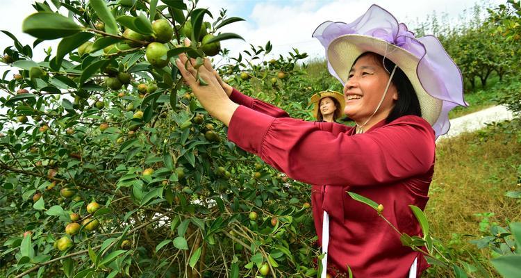 油茶种植与栽培技术（从种子到丰收，全面掌握油茶栽培技术）