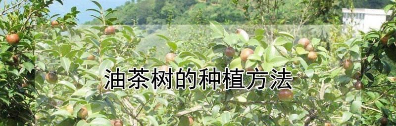 油茶种植与栽培技术（从种子到丰收，全面掌握油茶栽培技术）