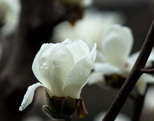 白玉兰的象征意义（探寻白玉兰背后的意蕴）