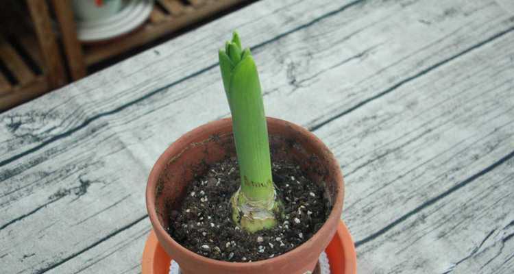 南方风信子种植指南（打造居家花园的新选择）