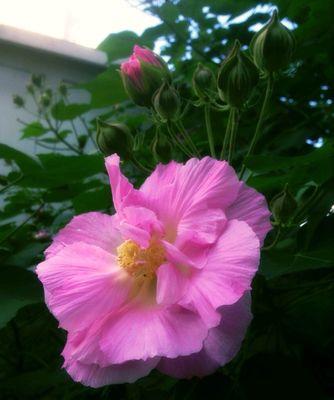 芙蓉花双色开放之谜（揭开芙蓉花双色开放的奥秘）