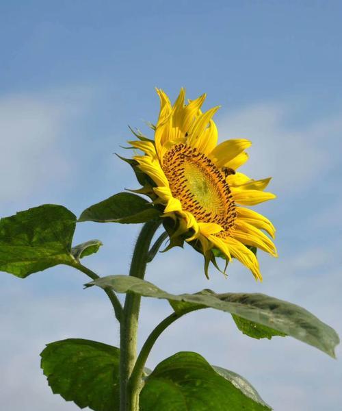 探寻太阳花的象征意义（光芒万丈的太阳花，寓意深远）