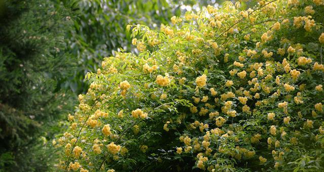 鬼招手之木香花（探究木香花“鬼招手”之谜）