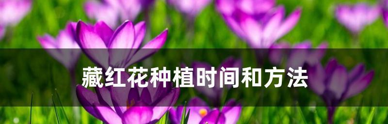 如何种植番红花——时间、方法、要点一网打尽！（掌握这些技巧，让你的番红花开得更美！）