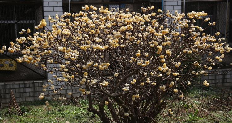 结香花的风水与禁忌（了解结香花，不得违规）