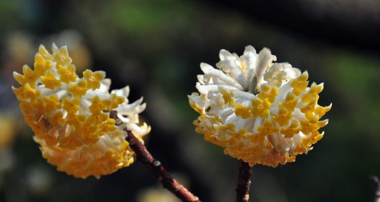 结香花的风水与禁忌（了解结香花，不得违规）