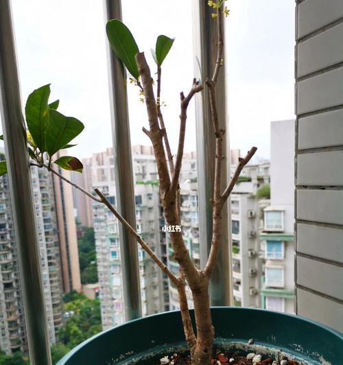 盆栽植物换土方法（如何科学地为盆栽植物换土，让它们健康成长？）