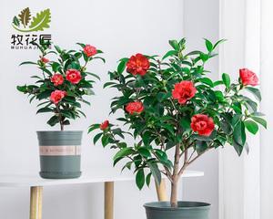 茶花北方盆栽养殖方法（打造四季开花的茶花盆景）