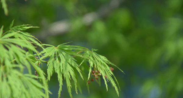 探秘槭树科植物（从多样性到生态功能，揭开槭树科植物的神秘面纱）