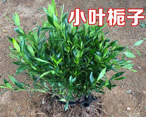 小叶栀子花期及花语（盛开在什么时间？传递怎样的情感？）