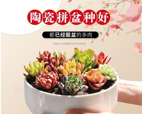 多肉植物栽种指南（从选种到管理，打造健康多肉园）