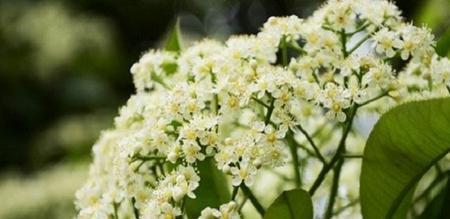 石楠花草的种植及其益处（探寻石楠花草的美丽与价值）