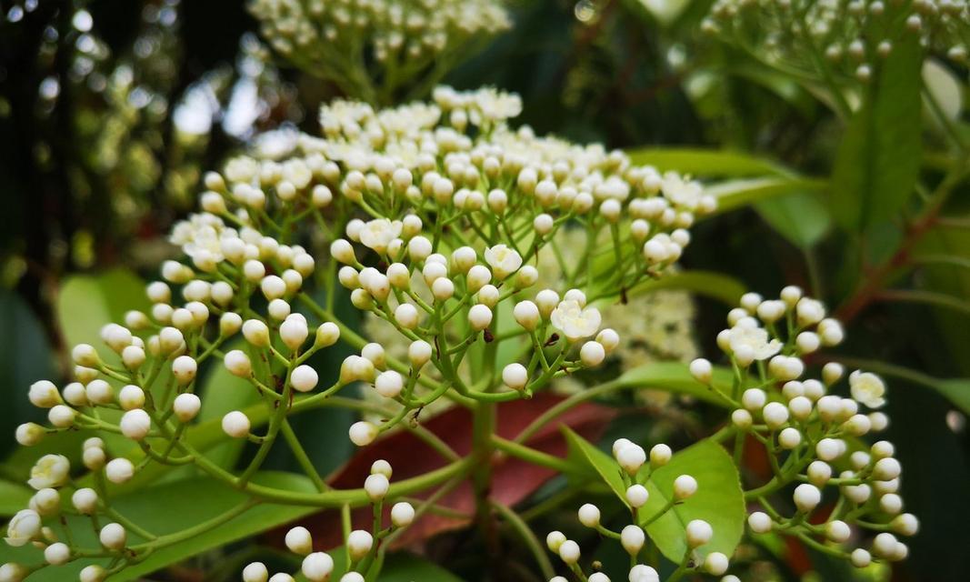 石楠花草的种植及其益处（探寻石楠花草的美丽与价值）