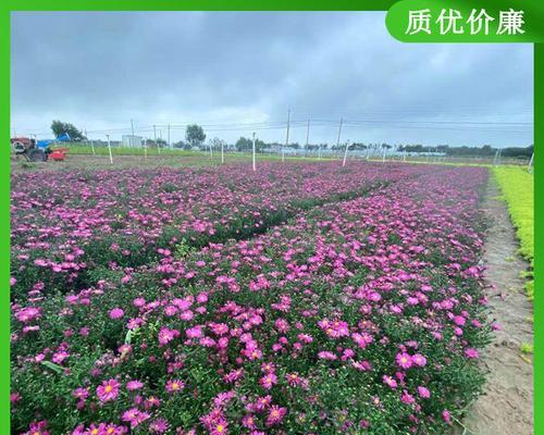 荷兰菊种植指南（从萌芽到开花，打造极致的荷兰菊花海）