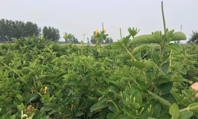 金银花种植全攻略（轻松掌握金银花的种植技术，让您的花园更加美丽）