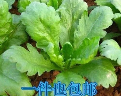 茼蒿的最佳播种时间（选择适宜的季节，助力高产收成）