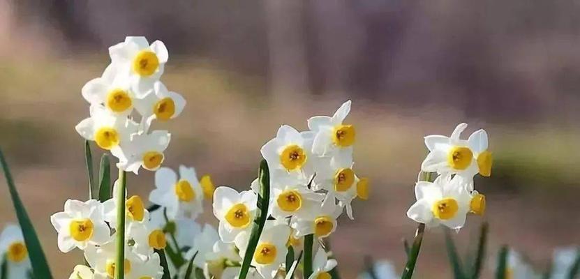 水仙花——春天的美丽使者（探寻水仙的别称及花语）