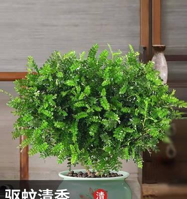 室内驱蚊花草大全（这些植物除了美观，还有驱蚊神效！）